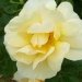 Rose 'agnes', Rosier 'agnes', Rosier, Rose