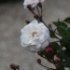 Rosa 'Little White Pet'
