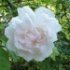 Rosa 'Mme Alfred Carriere'.Rose ancienne Noisette