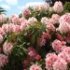 Rhododendron 'Albert Schweitzer'