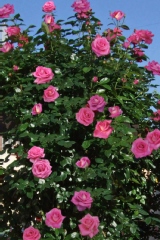 Rosier 'parfum royal', Rose 'parfum royal'