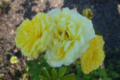 Rosa 'Annie Duperey'®