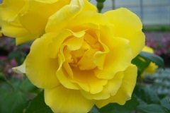 Rosa 'Golden Showers'