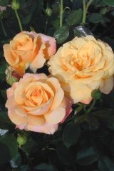 Rose 'amber flush', Rosier 'amber flush', Rosier, Rose