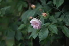 Rose 'treasure trove', Rosier 'treasure trove', Rosier, Rose