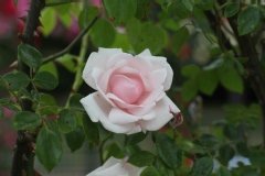 Rose 'new dawn', Rosier 'new dawn', Rosier, Rose