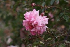 Rose 'françois juranville', Rosier, Rosier 'françois juranville', Rose