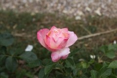 Rosier, Rosier 'isabelle autissier', Rose 'isabelle autissier', Rose