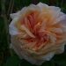 Rose 'alchemist', Rosier, Rose