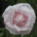 Rosa 'New Dawn'.Rose ancienne Liane