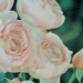 Rosier 'gaitée fleurie', Rose 'gaitée fleurie' - Rosa 'Gaitée Fleurie'