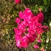 Rosa 'Flower Carpet'