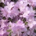 Rhododendron 'Blue Diamond'