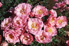 Rosier 'cap nord', Rose 'cap nord', Rosier, Rose