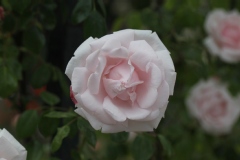 Rosa 'New Dawn'.Rose ancienne Liane