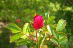 Rosa 'Rush' ®