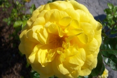 Rosa 'Annie Duperey'®