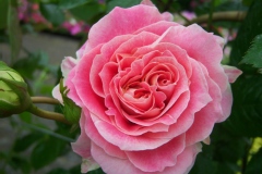 Rosa 'Cesar'®