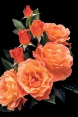 Rose 'fellowship', Rosier 'fellowship', Rosier, Rose