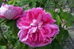 Rose 'comte de mortemart', Rosier 'comte de mortemart', Rosier, Rose