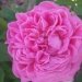 Rosier 'abel grant', Rosier, Rose 'abel grant', Rose