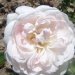 Rosier, Rose, Rosier 'alfred de dalmas', Rose 'alfred de dalmas'