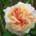 Rosier 'alchymist', Rosier, Rose, Rose 'alchymist'