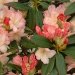 Rhododendron, Rhododendron 'percy wiseman'