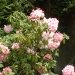 Rhododendron, Rhododendron 'pink pearl'