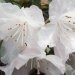 Rhododendron 'dora amateis', Rhododendron