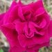 Rosier 'alfred colomb', Rosier, Rose 'alfred colomb', Rose