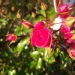 Rosa 'Emera ® Noatraum'