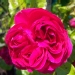 Rosa 'Eric Tabarly' ®