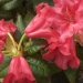 Rhododendron, Rhododendron 'scarlet wonder'