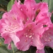 Rhododendron yak. 'polaris', Rhododendron