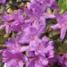 Rhododendron 'purple pillow', Rhododendron