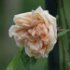 Rosa 'Gloire de Dijon'.Rose ancienne Noisette