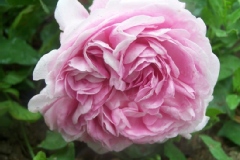 Rose 'comte foy de rouen', Rosier 'comte foy de rouen', Rosier, Rose