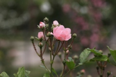 Rosa 'Souvenir d'Adolphe Turc'