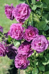 Rose 'audacieuse 21', Rosier 'audacieuse 21'