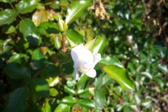 Rosa 'White Flower Carpet'