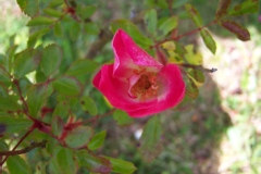 Rosa 'Rush' ®