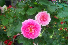 Rosa 'Cesar'®