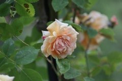 Rosier, Rose