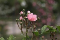 Rosier 'souvenir d'adolphe turc', Rose 'souvenir d'adolphe turc', Rosier, Rose