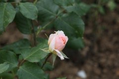 Rosier, Rose 'johann strauss', Rose, Rosier 'johann strauss'