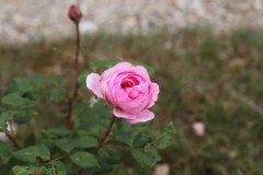 Rose 'elodie gossuin', Rosier, Rose