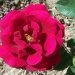 Rosier, Rosier 'alfred k. william', Rose, Rose 'alfred k. william'