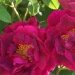 Rose 'alain blanchard', Rosier, Rosier 'alain blanchard', Rose