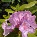 Rhododendron 'boursault', Rhododendron